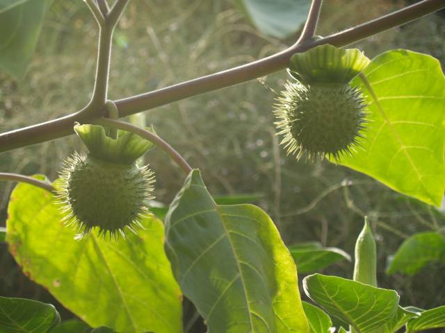 عکس تاتوره Datura metelSolanaceae 4